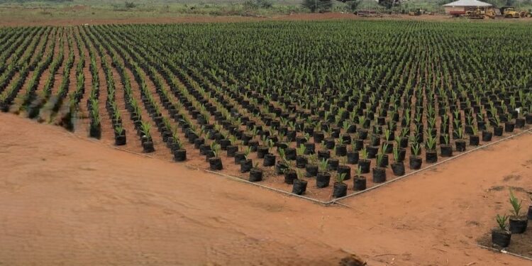 Raedial Farms Limited set to become the biggest oil palm Company in Nigeria  