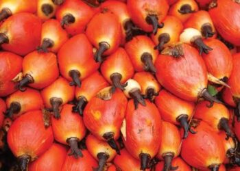 TECO GROUP to Unveil Palm Oil Processing Innovation at Agrofood Nigeria 2025 