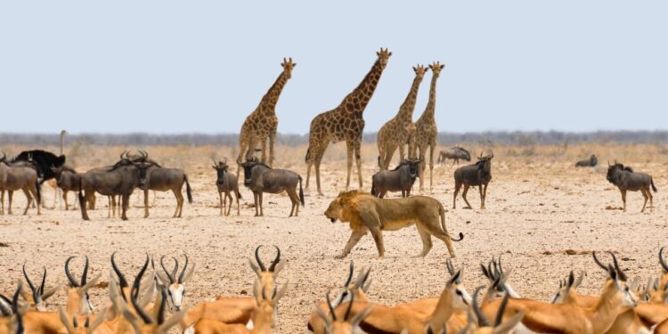 Nigeria’s wildlife tourism to create 2.6 million jobs, generate N12.3 trillion by 2032 – Wild Africa 