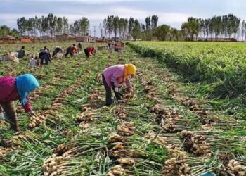 N12 billion loss: Ginger farmers fear setback in 2025 planting season 
