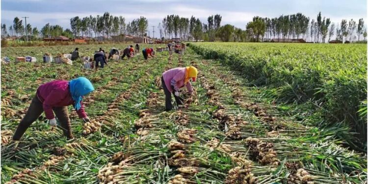N12 billion loss: Ginger farmers fear setback in 2025 planting season 