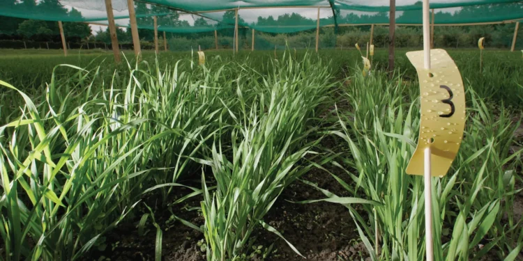 National Biosafety Agency to integrate AI, QR codes, blockchain in GMO regulation in Nigeria