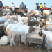 Eid-el-Kabir 2025: Livestock prices spike by over 100% in Abuja, traders blame insecurity and scarcity