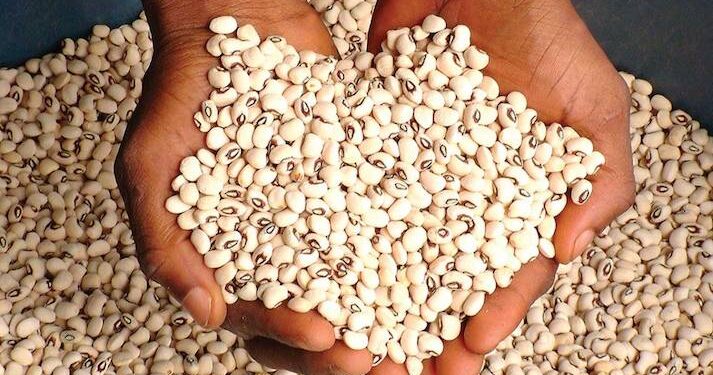 Prices of beans drop to N80,000 as Nigerian farmers record bumper harvests