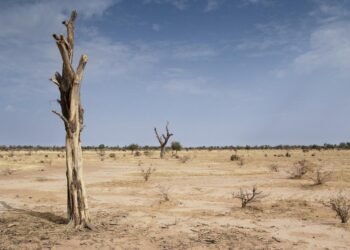 Desertification affects 43% of Nigeria’s land, threatens 40 million livelihoods – FG