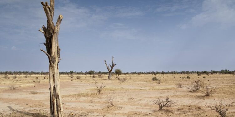 Desertification affects 43% of Nigeria’s land, threatens 40 million livelihoods – FG