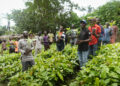 Johnvents Group supports Cocoa Farmers across 11 States with over 250,000 Cocoa Seedlings distribution to boost sustainable Cocoa farming 