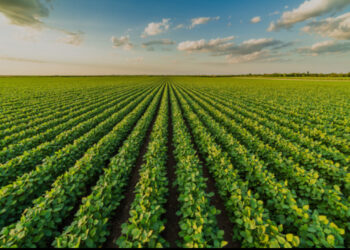 American Soybean Association expands partnership to strengthen U.S.-Nigeria commercial ties in aquaculture