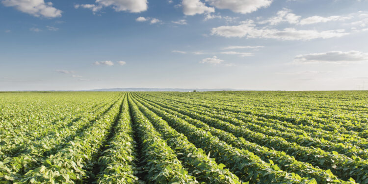 Nigerian scientists defend safety of GMOs, challenge critics to provide evidence of toxicity 