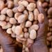 Shea nut prices plunge 30% after export ban, threatening livelihoods and investor confidence – CPPE 