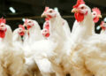 Prices of chicken surge: What families should expect this Christmas