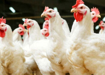 Prices of chicken surge: What families should expect this Christmas 