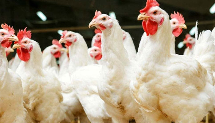 Prices of chicken surge: What families should expect this Christmas 