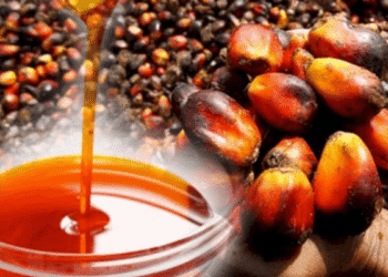 Nigeria palm oil output hits 1.57m tonnes in 2025