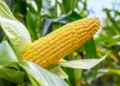 FG says Nigeria needs 25 million tonnes of maize annually to meet demand