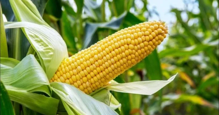 FG: Nigeria needs 25m tonnes of maize annually to meet demand