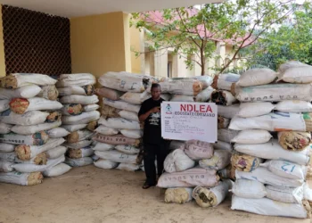 NDLEA raids Edo warehouse, seizes 1,378kg of cannabis