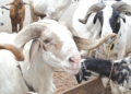 Eid-el-Kabir: Ram prices hit N1.5 million in Abuja markets amid inflation