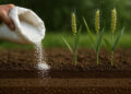 Urea prices to surge 60% in 2026 – World Bank